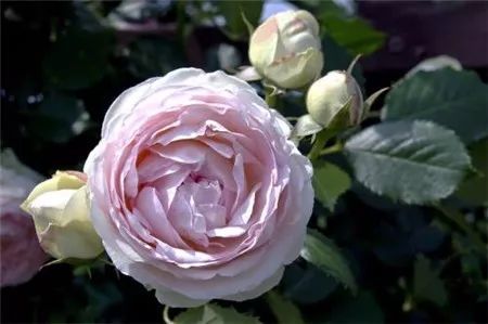 月季花中的璀璨明珠——钻石月季