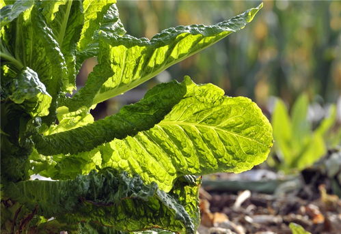 野菜：大自然的馈赠，营养丰富