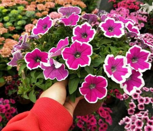 矮牵牛种子成熟与采摘