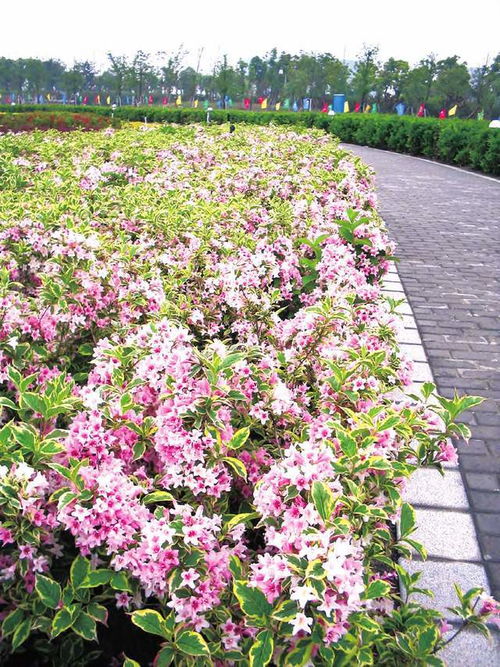 锦带花扦插，掌握时间、步骤与注意事项