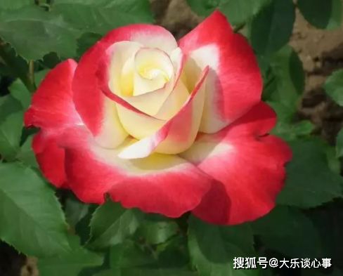 丰花的美艳佳人