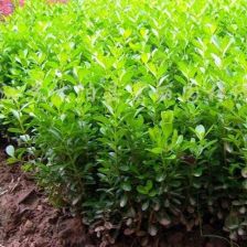 地里种，土深根壮