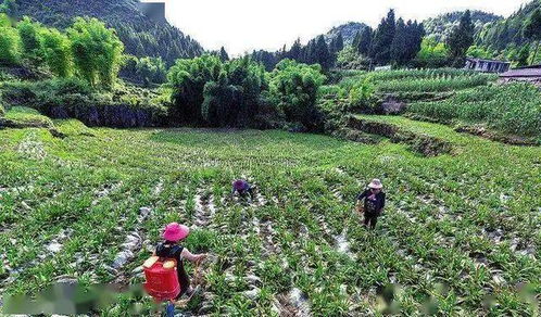 白芨种植，一亩地需多少种苗