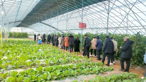 青嫩蔬菜种植专业合作社