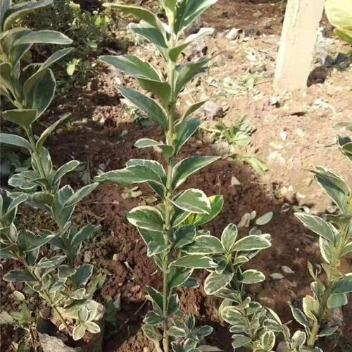 冬天金边黄杨施肥大揭秘