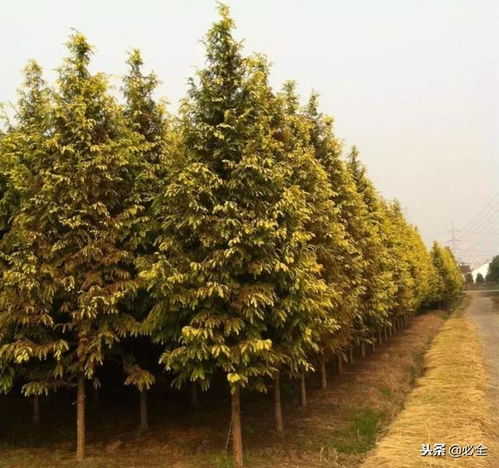 先来说说这干形不直的问题