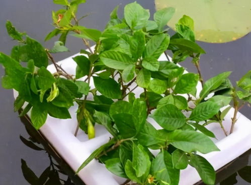 缓苗与叶片发黄