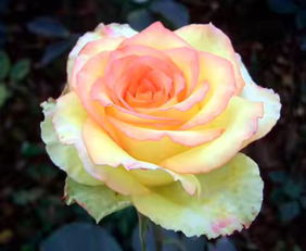 阿班斯月季，了解一下？