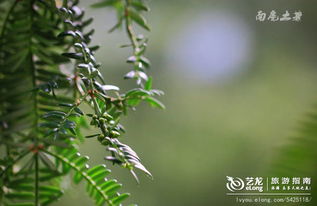 赵老汉的种植智慧