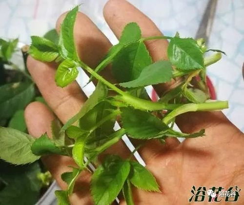 月季花扦插时花友亲身实践