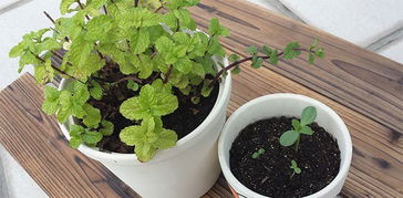 耐阴室内植物小揭秘