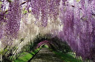 日本紫藤：耐寒也耐堪