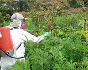 百草枯，你是个狠人