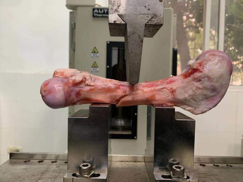 母猪繁殖难题及解决方案