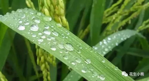 水稻喷施磷酸二氢钾技巧：最佳时间、用量及注意事项！