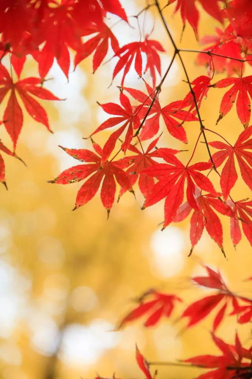 美国红枫：白蜡槭、 糖槭的美誉