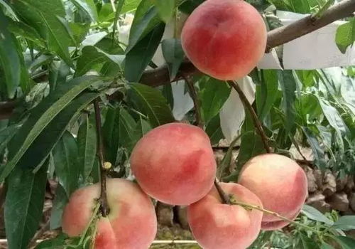 水蜜桃种植秘籍：揭秘最佳种植条件与区域