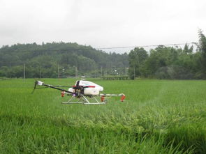 小麦病虫害防治， 飞手月收入近4万元