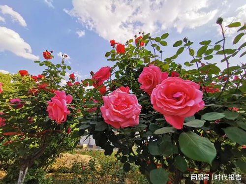 夏日里的花海盛宴——信阳平桥区月季花盛开