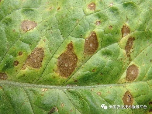 洋葱灰霉病害是个啥