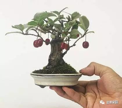 盆景种植的艺术与美学