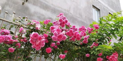 胭脂扣：色彩斑斓的画卷