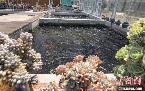 鱼菜共生，一举两得