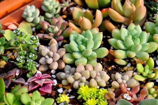 如何正确叶插多肉植物，才能提高其存活率并健康成长
