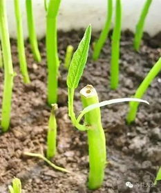 丝毛雀稗特征：茎叶柔软