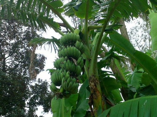 香蕉增产，肥料怎么用？