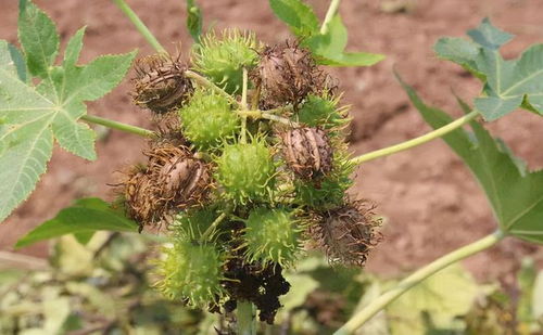 种植蓖麻， 可得学学技术