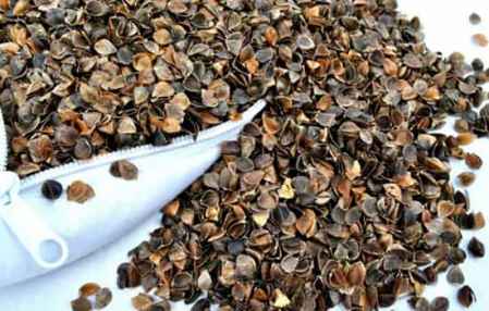 荞麦壳杀虫剂对荞麦枕头生虫子有效果吗？有没有什么好的解决办法？