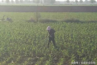 玉米田除草顺口溜