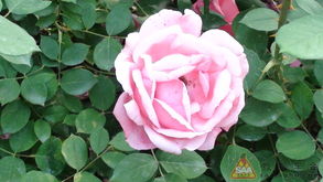 无人机俯瞰， 月季洼公园geng壮观