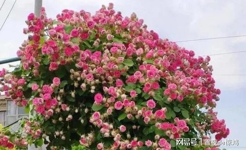 胭脂扣月季的特点