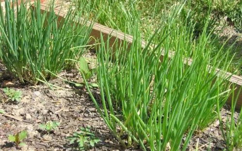 茼蒿：阴凉环境中的美味