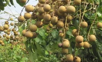 龙眼梭：天然植物提取物