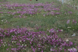 黄刺玫：美丽的花海