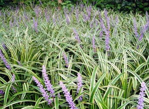 金边麦冬的种植地与性价比