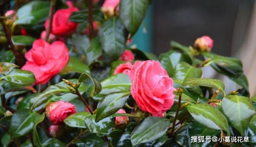 五彩茶花种植，小心这些误区！