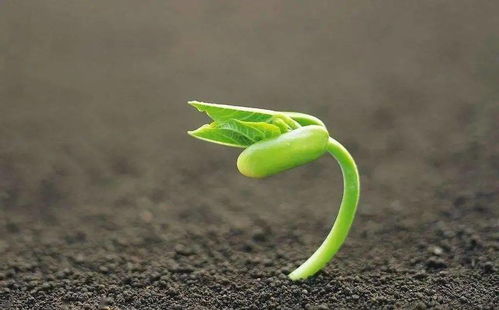 失败案例：南京绿化公司干播失败