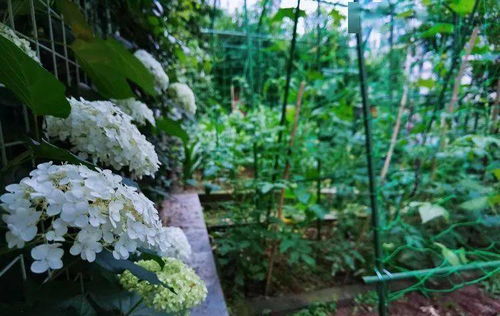 红土花园里都种植了哪些美丽花卉？