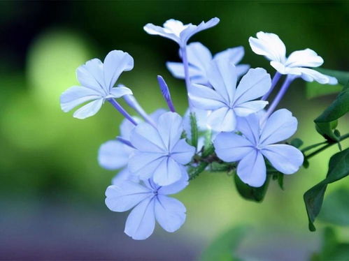 花蕊藏秘密，谁解花语意