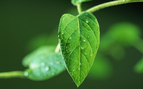如何施肥才能让植物绿叶茂盛？
