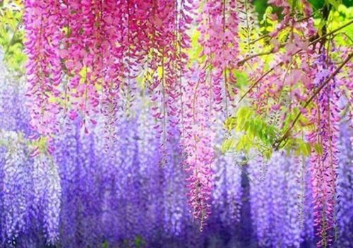 紫藤花的开花秘诀