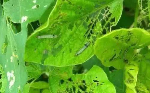 阿维菌素：注意事项有哪些？