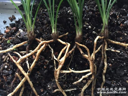 什么是控根苗？