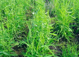 人工种植柴胡的要点