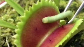 “食虫植物如何繁殖？”