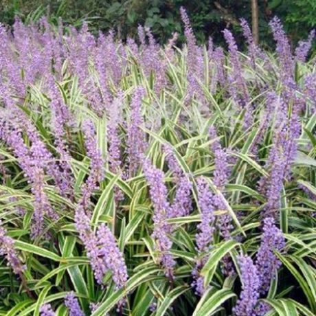 春天种，发芽快